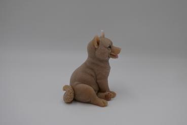 Schäferhund matt