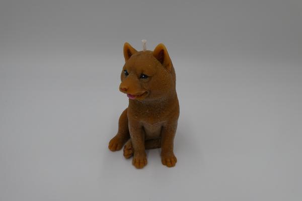 Schäferhund rehbraun